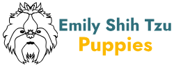 Emily Shih Tzu Puppies